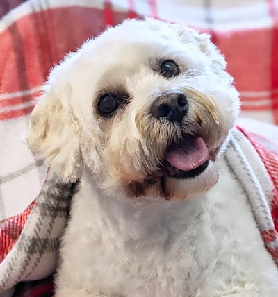 Grooming Van Image