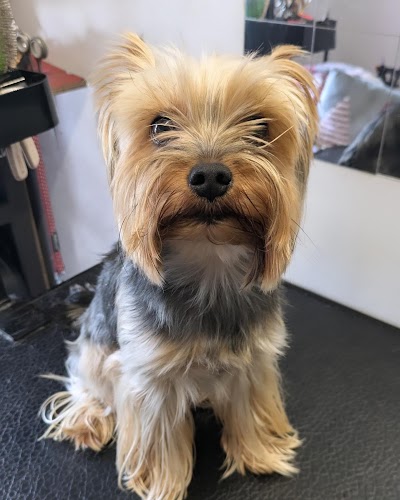 Grooming Van Image