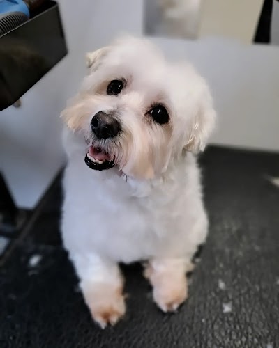 Grooming Van Image