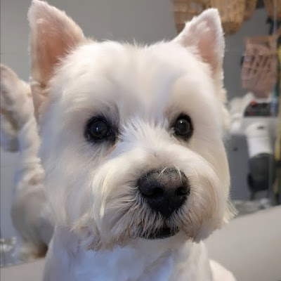 Grooming Van Image