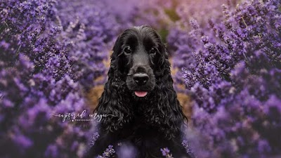 Jasmine Dog Grooming