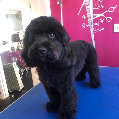 Grooming Van Image