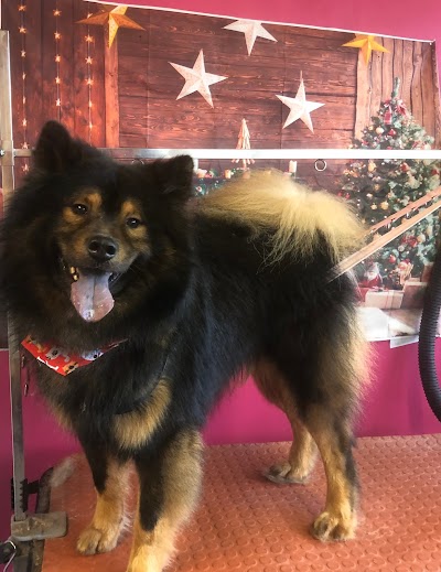 Grooming Van Image