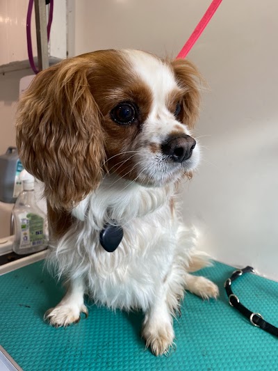 Grooming Van Image