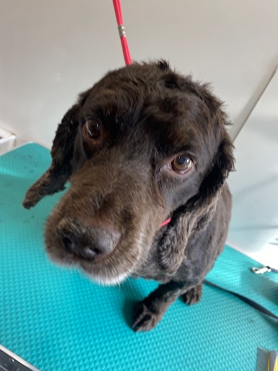 Grooming Van Image