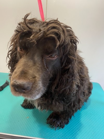 Grooming Van Image