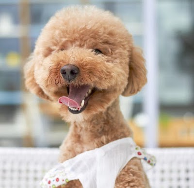 Grooming Van Image
