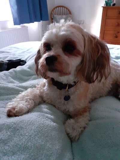 Grooming Van Image