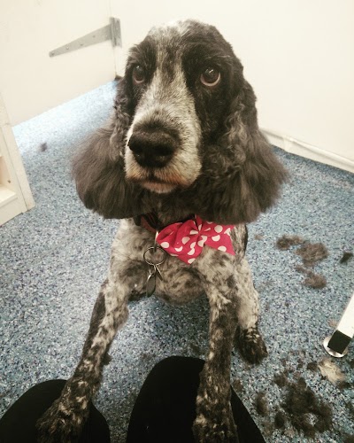 Grooming Van Image