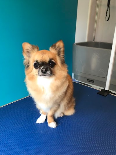 Grooming Van Image