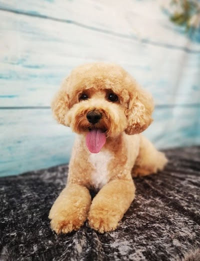 Grooming Van Image