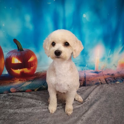 Grooming Van Image