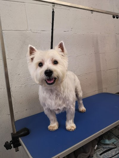 Grooming Van Image
