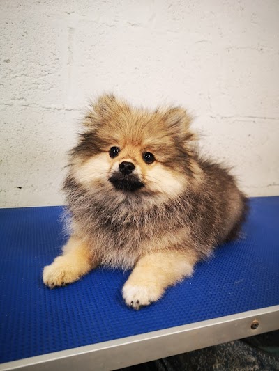 Grooming Van Image
