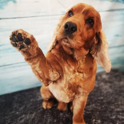 Grooming Van Image