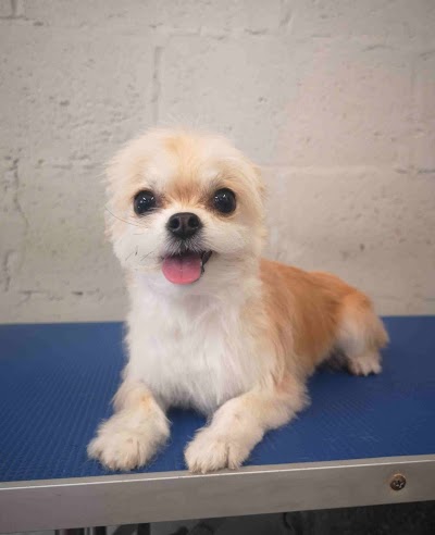 Grooming Van Image