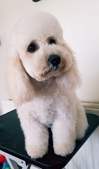 Missymoo's Dog Grooming