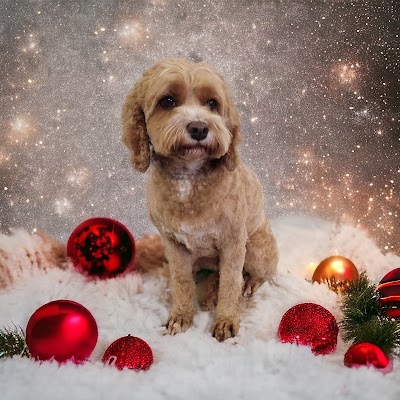 Grooming Van Image
