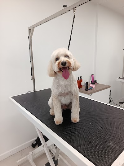 Missymoos Dog Grooming Risca