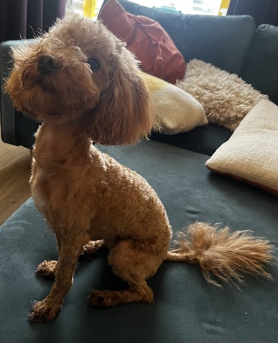 Grooming Van Image
