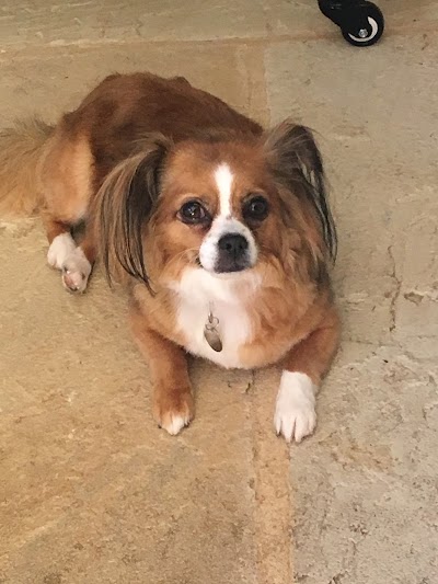 Grooming Van Image