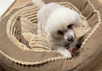 Grooming Van Image