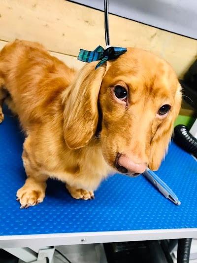 Grooming Van Image
