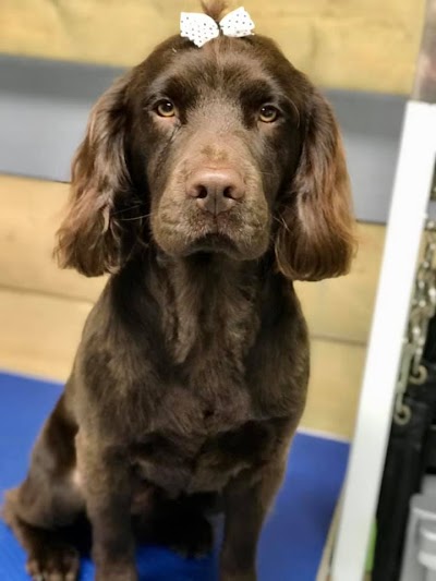 Grooming Van Image