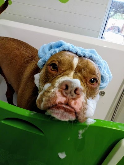 Grooming Van Image