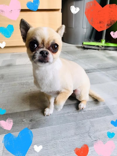 Grooming Van Image