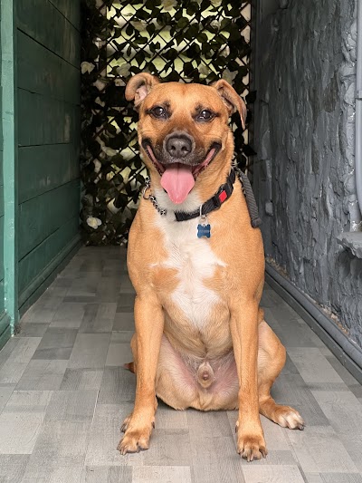 Grooming Van Image