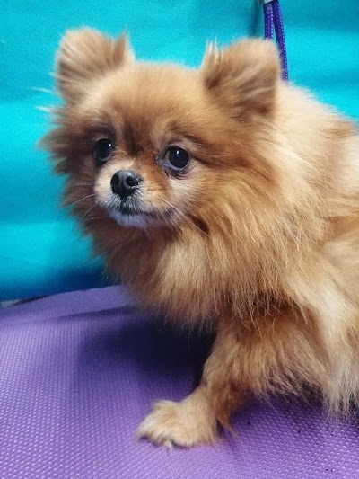 Grooming Van Image