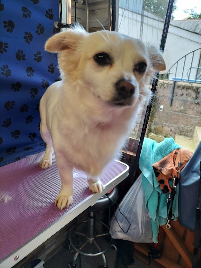 Grooming Van Image