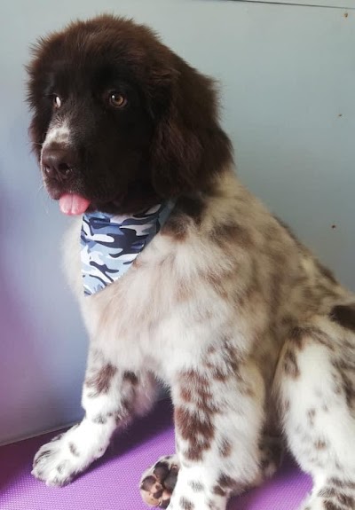 Grooming Van Image