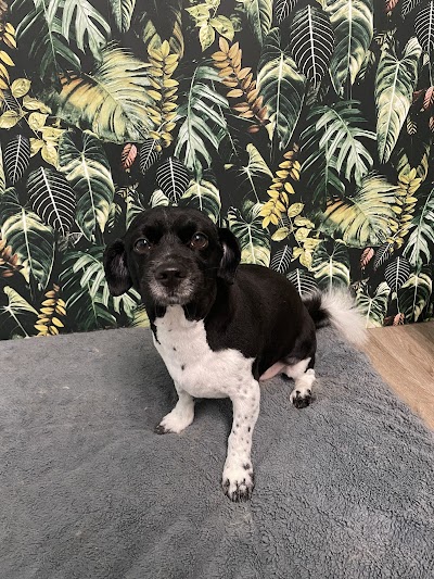 Grooming Van Image