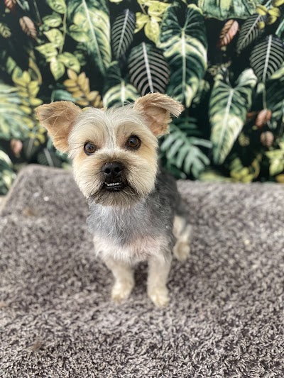 Grooming Van Image