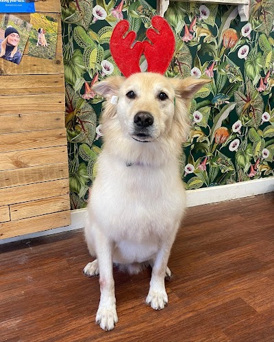Grooming Van Image