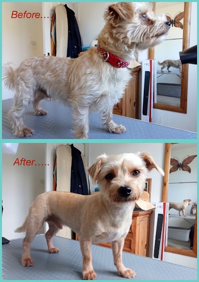 Grooming Van Image