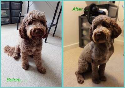 Grooming Van Image