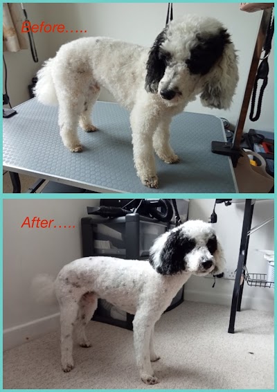 Pamper And Play Pet Grooming