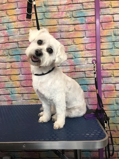Grooming Van Image
