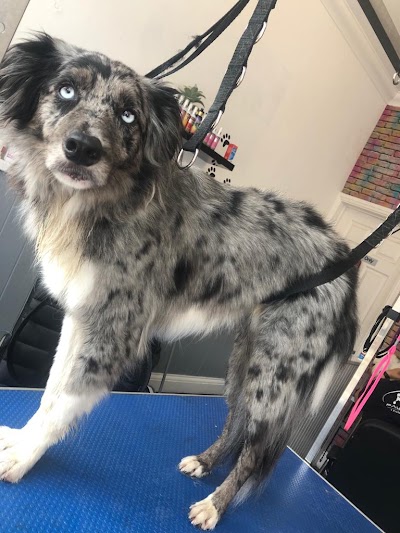 Grooming Van Image