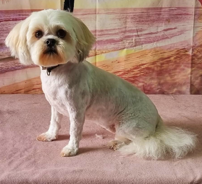 Grooming Van Image
