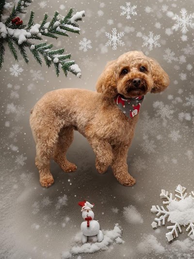 Grooming Van Image