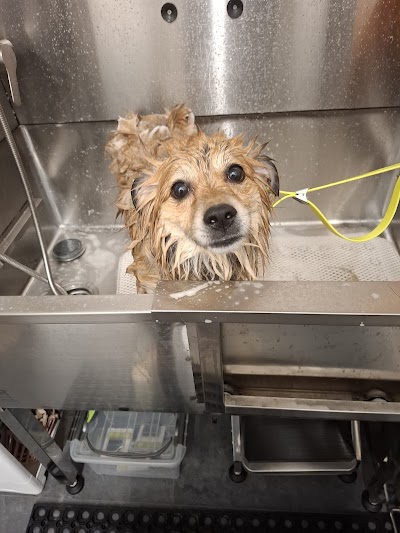 Grooming Van Image