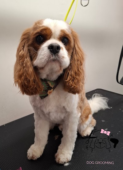 Grooming Van Image