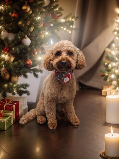 Pickles Paws Dog Grooming