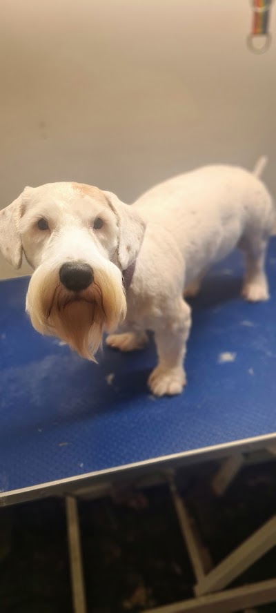 Grooming Van Image