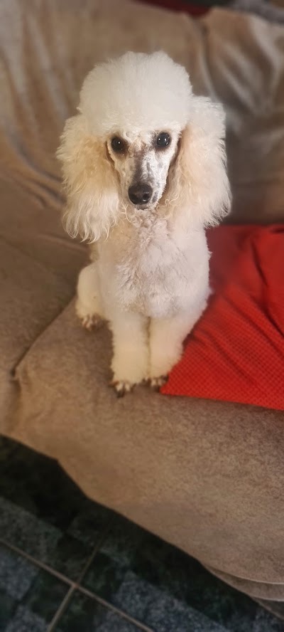 Grooming Van Image