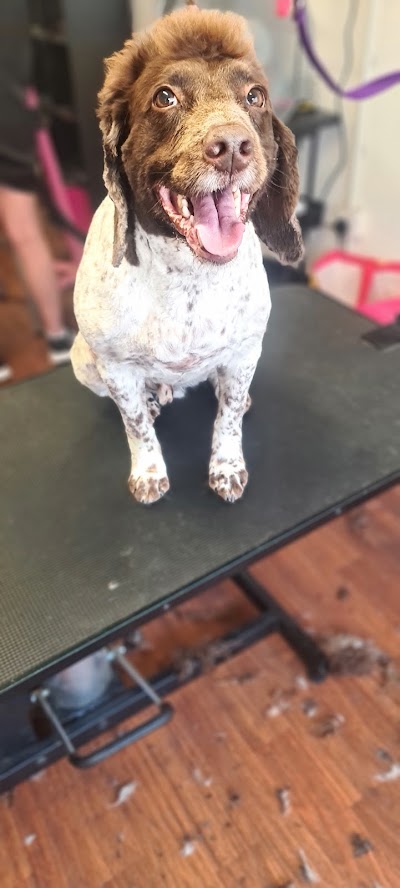 Grooming Van Image